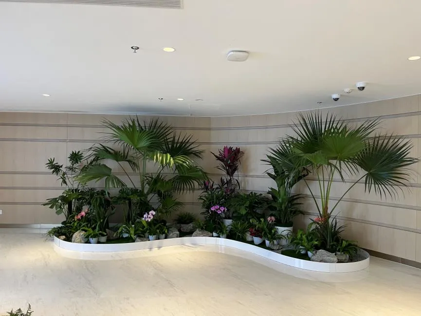 宁波杭州湾绿植租摆哪家靠谱？资深经验告诉你！